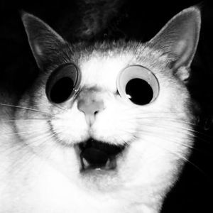 Meet your Posher, Monica